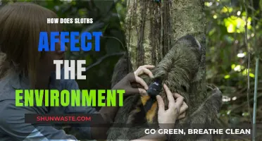 Sloths' Ecological Impact: Uncovering Their Role in Shaping Ecosystems