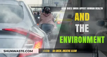 Smog's Impact: Health Risks and Environmental Consequences Explained