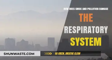 Smog and Pollution: Damaging Our Respiratory System