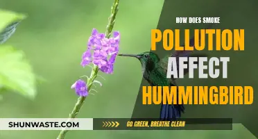 Smoke Pollution: A Lethal Threat to Hummingbirds' Existence