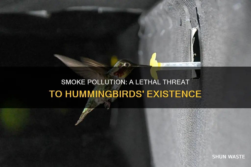 how does smoke pollution affect hummingbirds