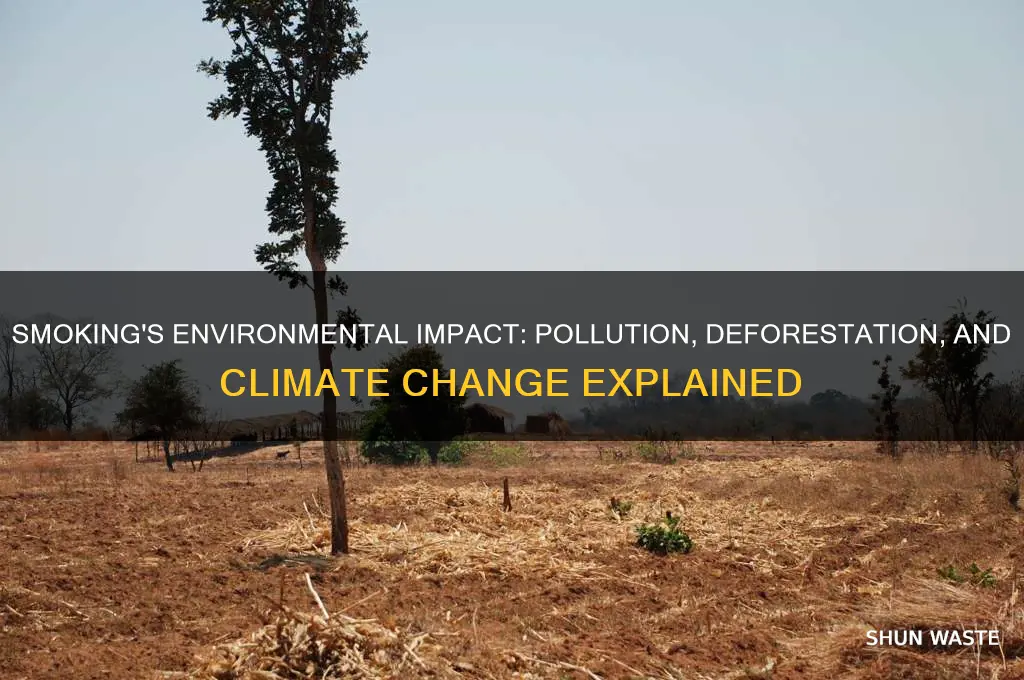 how does smoking affect the environment essay