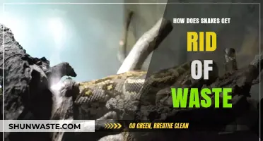 How Snakes Eliminate Waste: A Unique Reptilian Process Explained