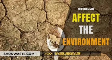 Soil's Impact: Uncovering Its Vital Role in Shaping Our Environment