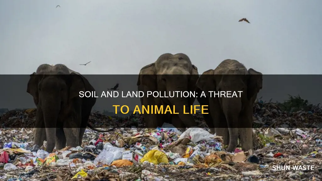 how does soil and land pollution affect animals