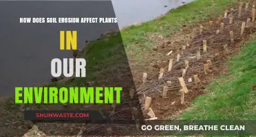 Soil Erosion's Impact: How It Threatens Plant Life and Ecosystems