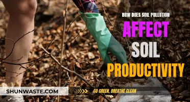 Soil Pollution: Impacting Productivity and Sustainability