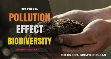 Soil Pollution's Impact on Biodiversity