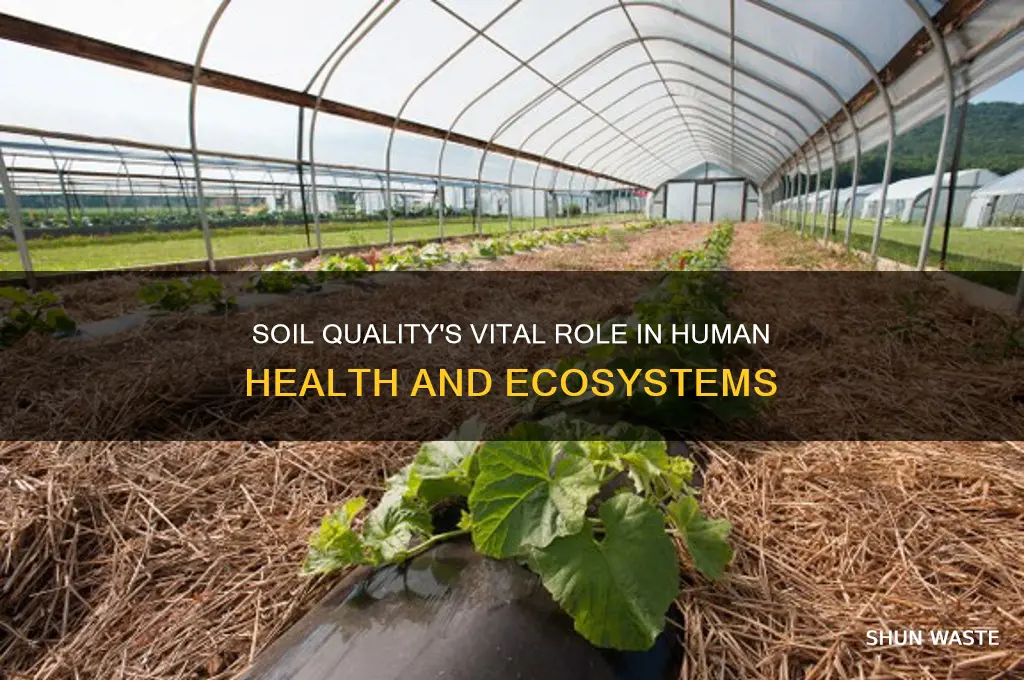 how does soil quality impact human health and the environment