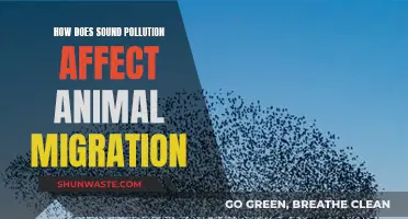 Sound Pollution: Disrupting Animal Migration Patterns