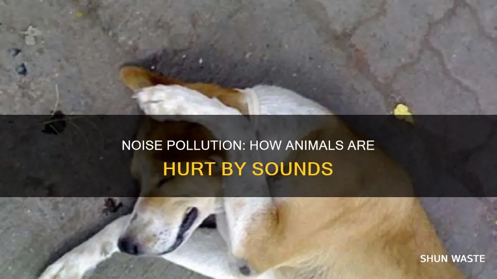 how does sound pollution affect animals article for kids