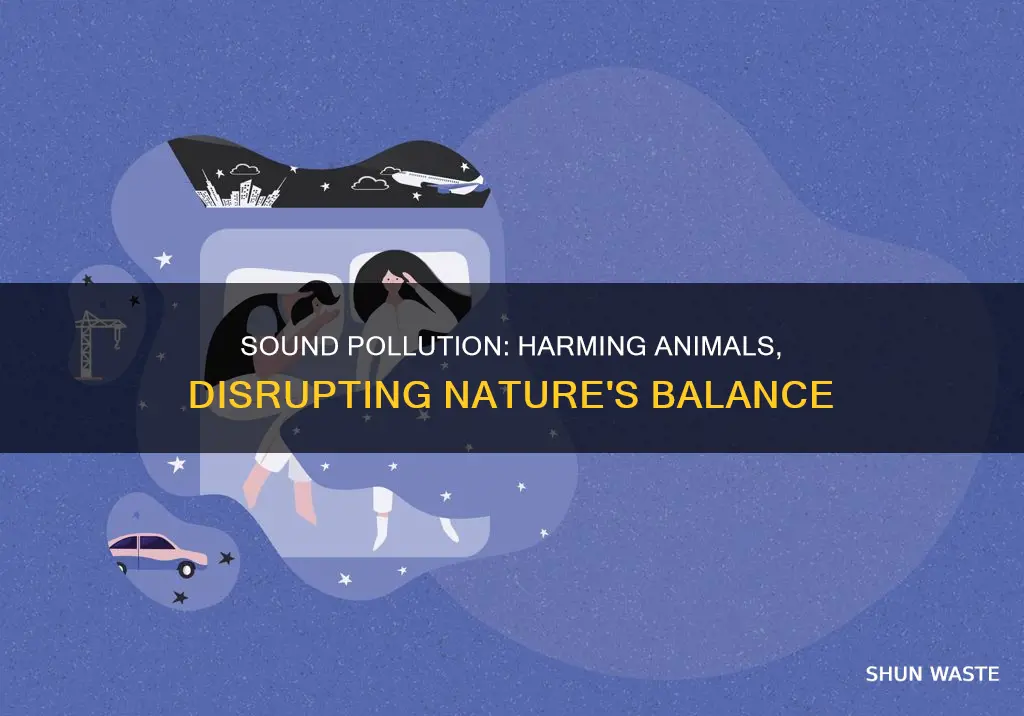 how does sound pollution affect animals