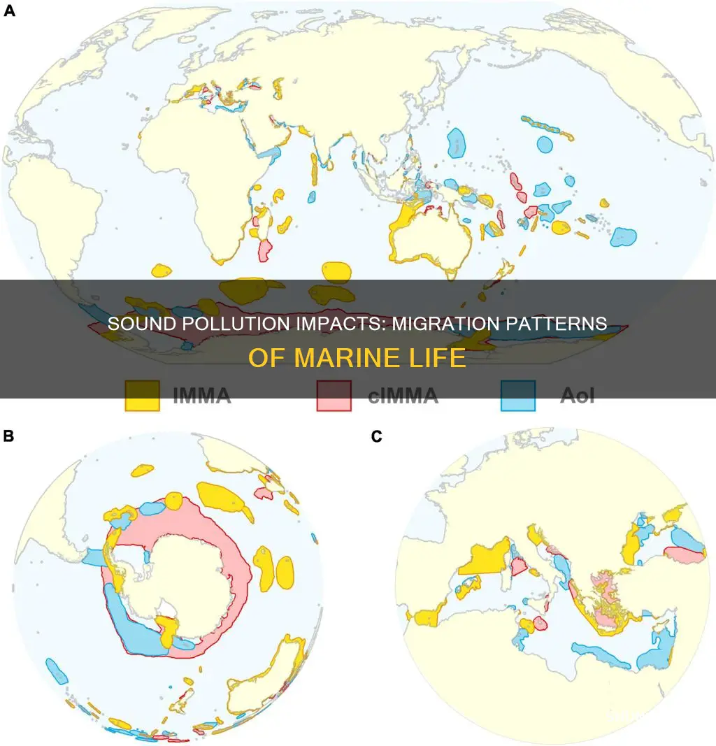 how does sound pollution affect migratory patterns of marine animals