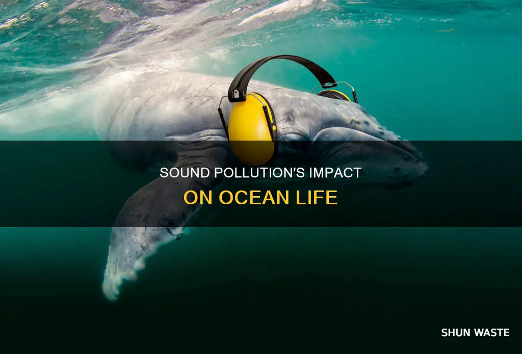 how does sound pollution affect the oceans