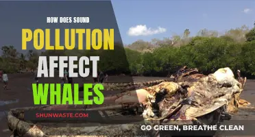 Sound Pollution: A Deadly Threat to Whales