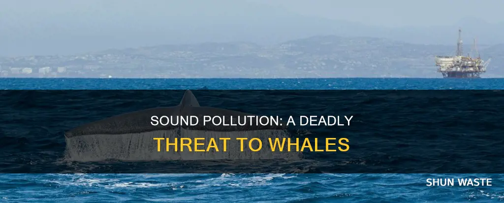 how does sound pollution affect whales