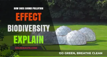 Sound Pollution: Impacting Nature's Balance
