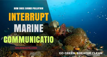 Sound Pollution: Hindering Marine Communication
