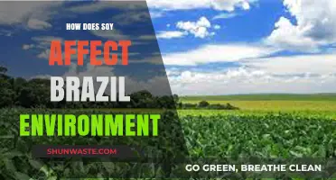 Soy's Impact on Brazil's Environment: Challenges and Sustainability Efforts