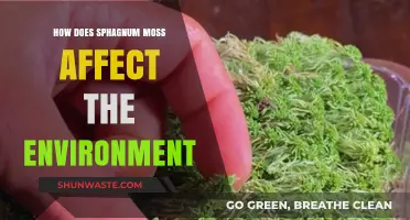 Sphagnum Moss: Environmental Impacts and Ecosystem Benefits Explained