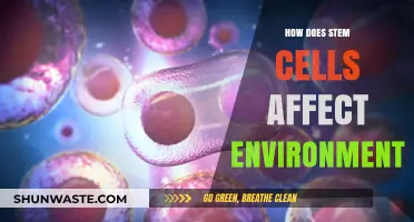 Stem Cells and Sustainability: Environmental Impacts and Future Prospects