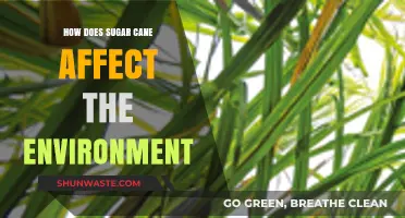 Sugar Cane's Environmental Impact: Cultivation, Processing, and Sustainability Challenges