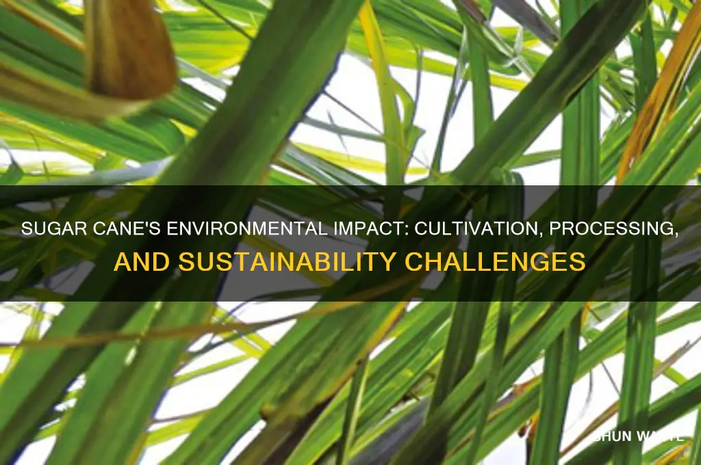 how does sugar cane affect the environment