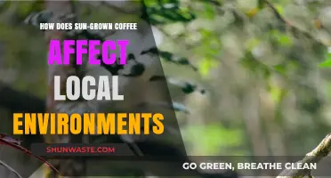 Sun-Grown Coffee's Environmental Impact: Effects on Local Ecosystems and Biodiversity
