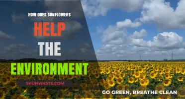 Sunflowers: Eco-Friendly Heroes Boosting Soil, Biodiversity, and Clean Energy