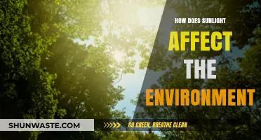 Sunlight's Impact: Shaping Ecosystems, Climate, and Environmental Balance