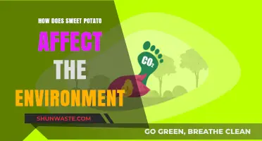 Sweet Potatoes' Environmental Impact: Sustainable Farming and Eco-Friendly Benefits