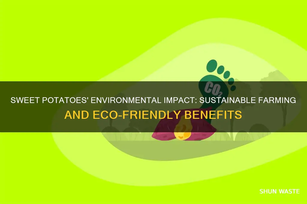 how does sweet potato affect the environment