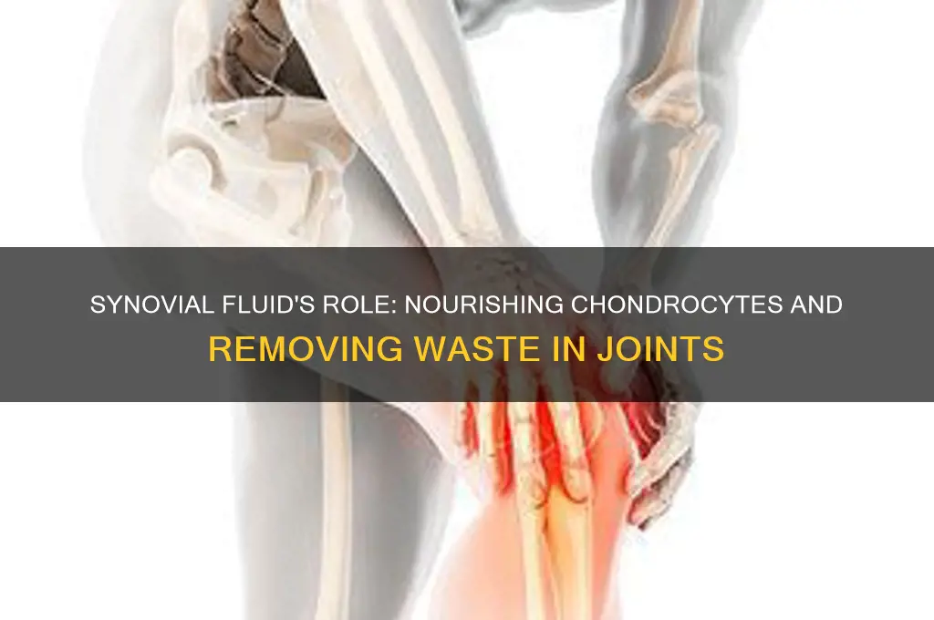 how does synovial fluid nourish chondrocytes and rides waste