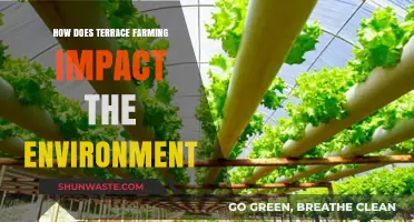 Terrace Farming's Environmental Impact: Benefits, Challenges, and Sustainability