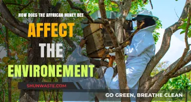 African Honey Bees: Environmental Impact and Ecosystem Influence Explored