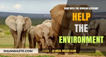African Elephants: Vital Role in Sustaining Ecosystems and Biodiversity