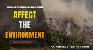 Amazon Rainforest Fires: Devastating Impacts on Global Climate and Biodiversity