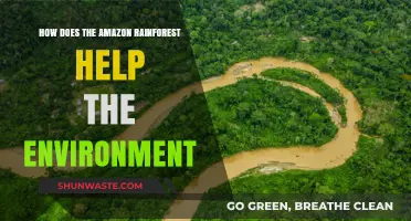 Amazon Rainforest: Earth's Vital Lung and Environmental Lifeline Explained