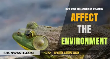 American Bullfrog's Environmental Impact: Disruption, Predation, and Ecosystem Changes