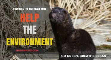 American Mink's Surprising Role in Restoring Ecosystems and Biodiversity