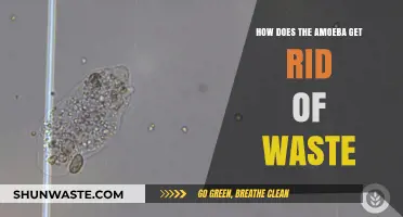 Amoeba's Waste Disposal: Understanding How Single-Cell Organisms Eliminate Toxins