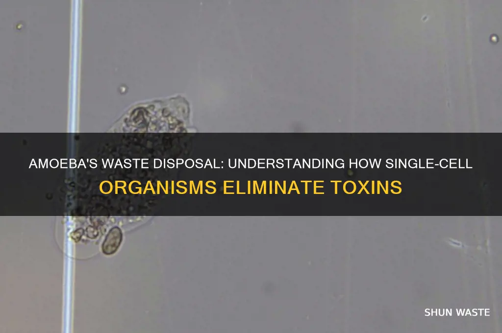 how does the amoeba get rid of waste