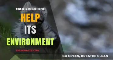 Arctic Fox: Unsung Hero in Preserving the Fragile Arctic Ecosystem