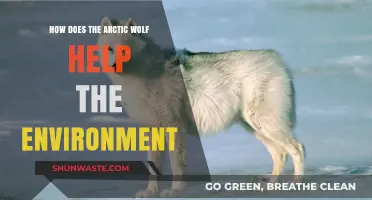 Arctic Wolves: Vital Role in Maintaining Arctic Ecosystem Balance