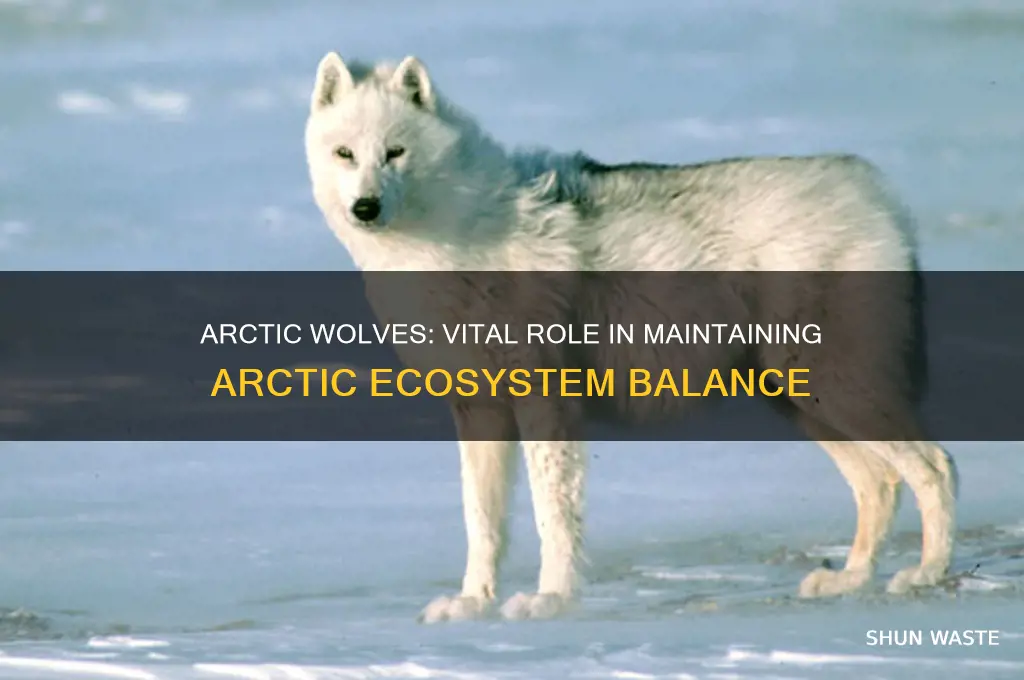 how does the arctic wolf help the environment