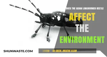 Asian Longhorned Beetle: Environmental Impact and Ecosystem Threats Explained