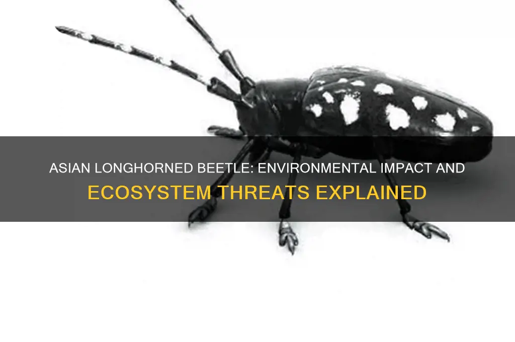 how does the asian longhorned beetle affect the environment