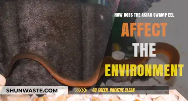 Asian Swamp Eel: Environmental Impacts and Ecosystem Disruptions Explained