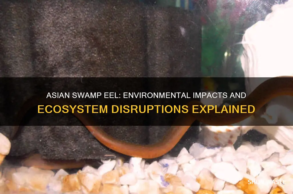 how does the asian swamp eel affect the environment