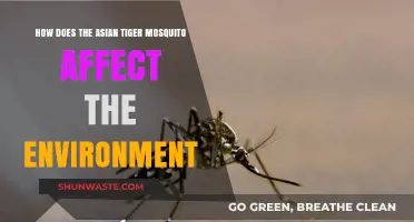 Asian Tiger Mosquito: Environmental Impact and Ecosystem Disruption Explained